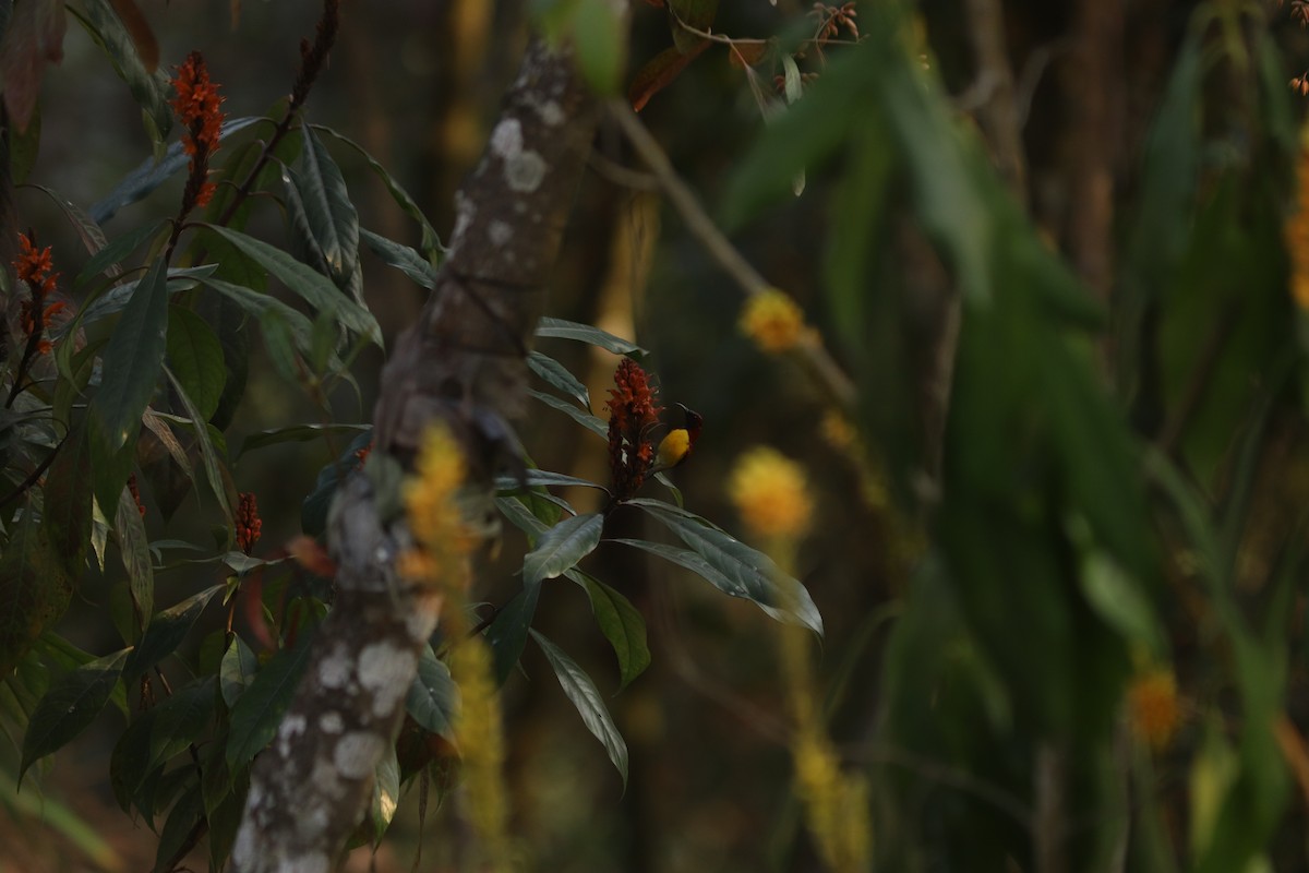 Mrs. Gould's Sunbird - ML615469327