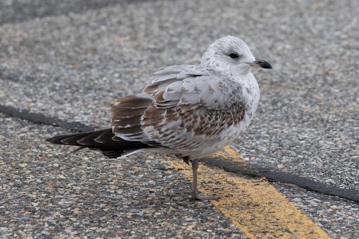 Ring-billed Gull - ML615469388