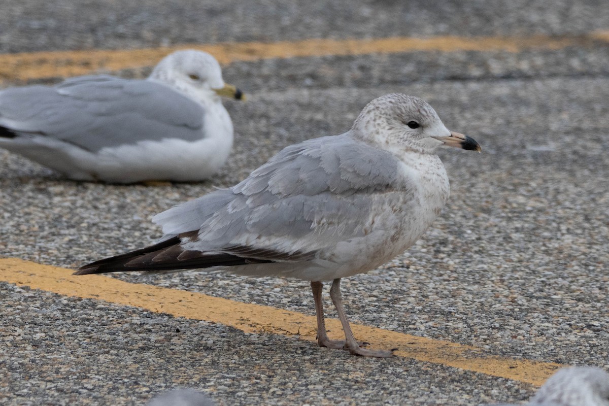 Ring-billed Gull - ML615469389