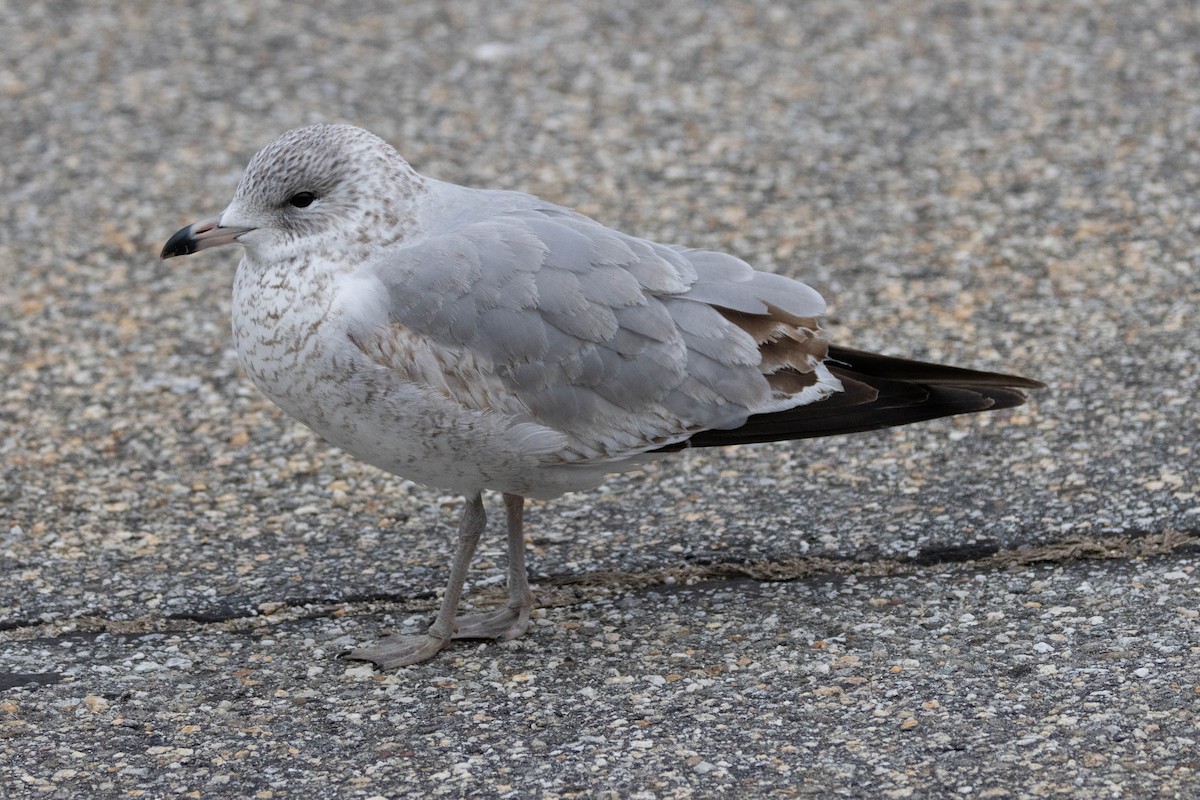 Ring-billed Gull - ML615469390