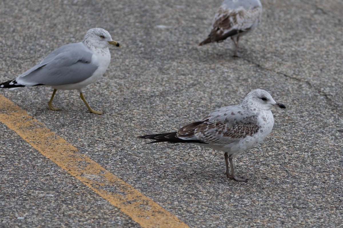 Ring-billed Gull - ML615469393