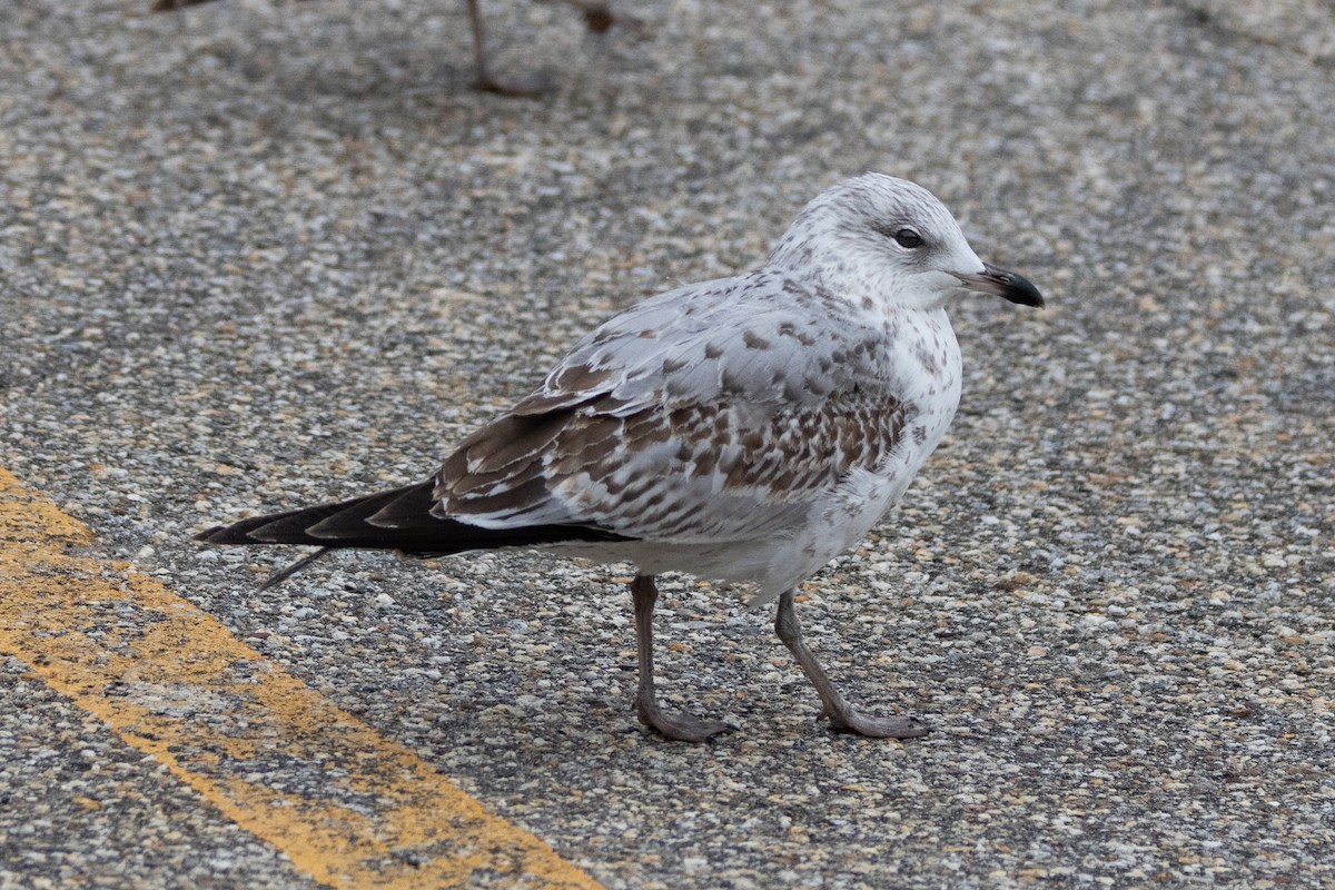 Ring-billed Gull - ML615469394