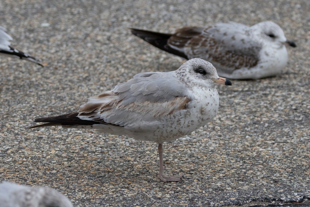 Ring-billed Gull - ML615469395