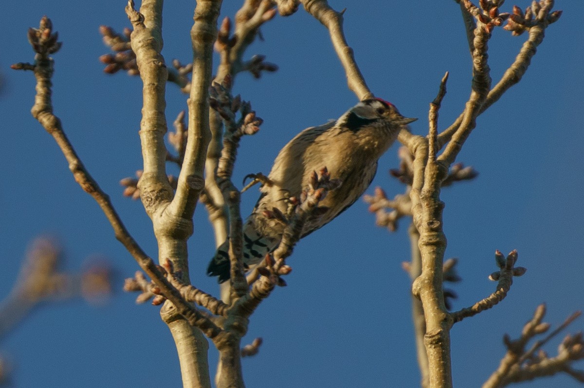 Lesser Spotted Woodpecker - Zhen Li