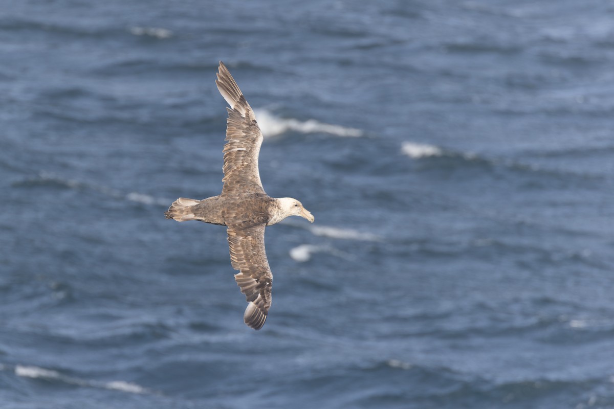 Southern Giant-Petrel - ML615469448