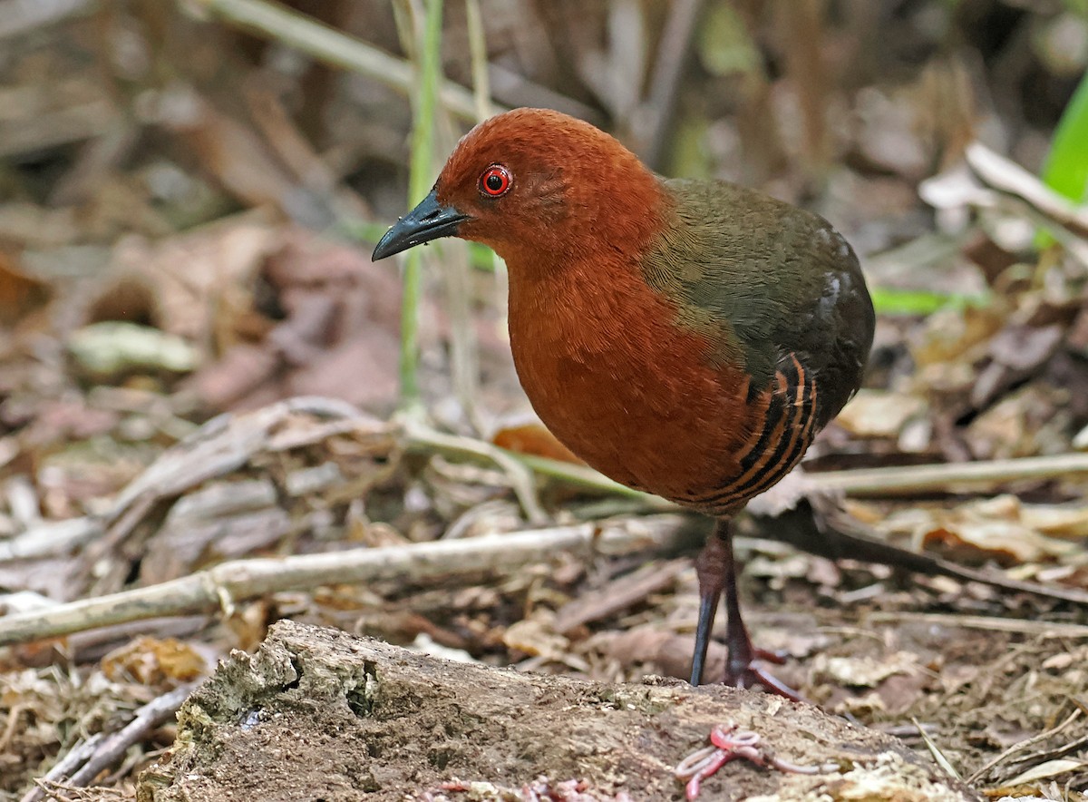 Black-banded Crake - ML615469451