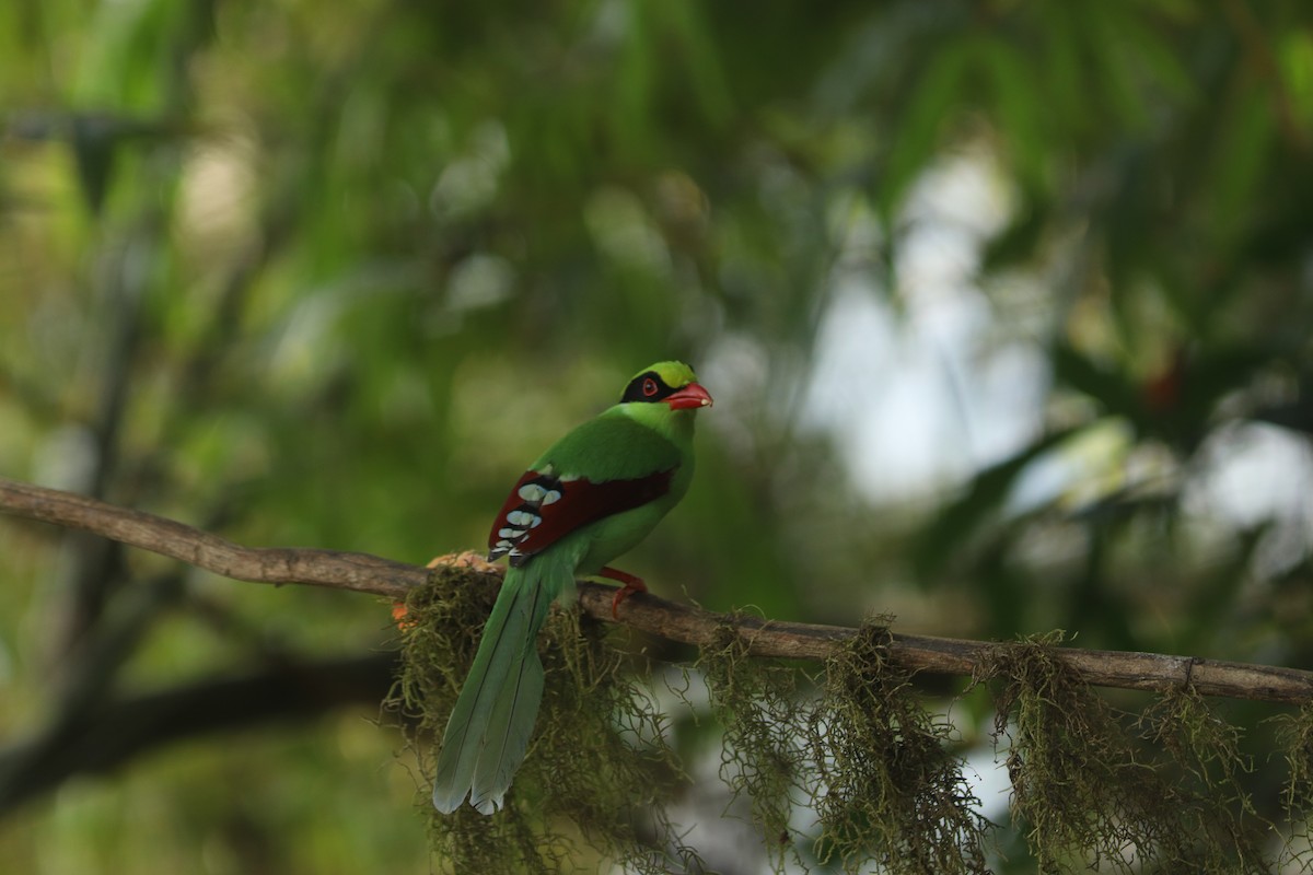 Common Green-Magpie - ML615469459