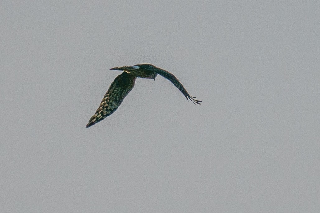 Hen Harrier - Zhen Li