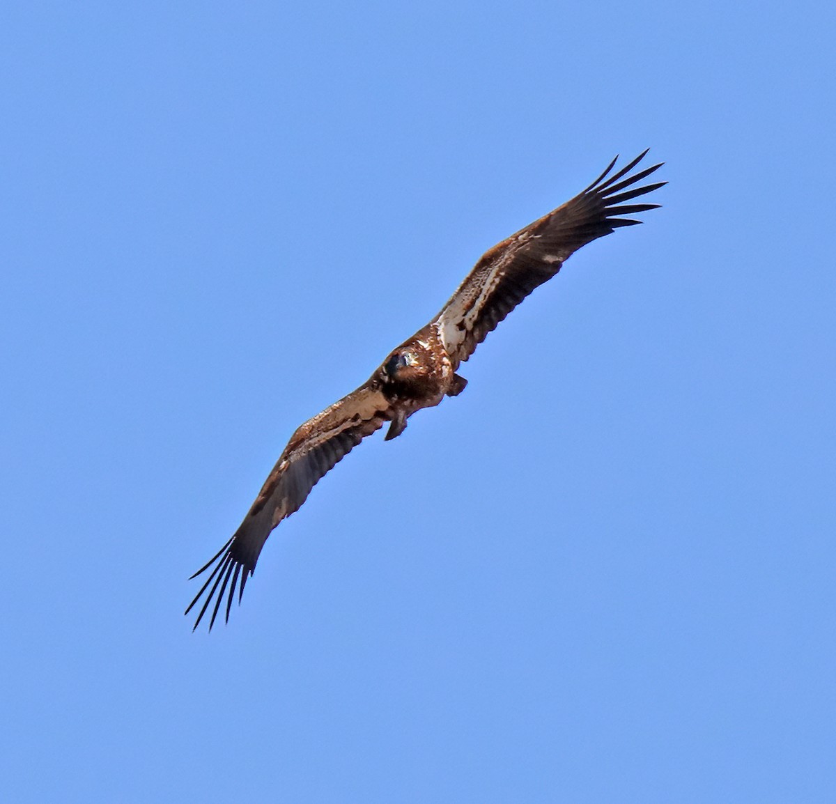 Bald Eagle - Elizabeth Winter