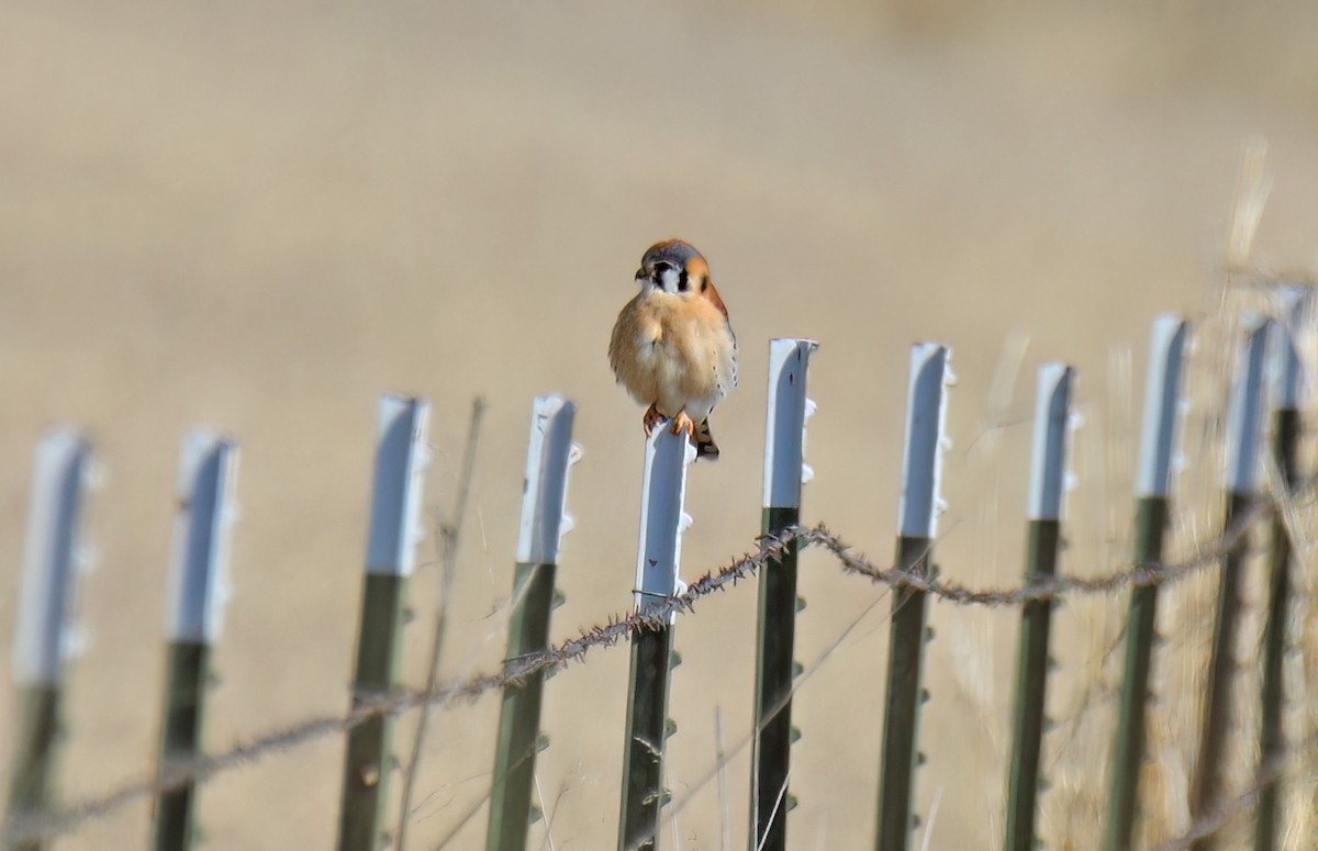 American Kestrel - ML615469571