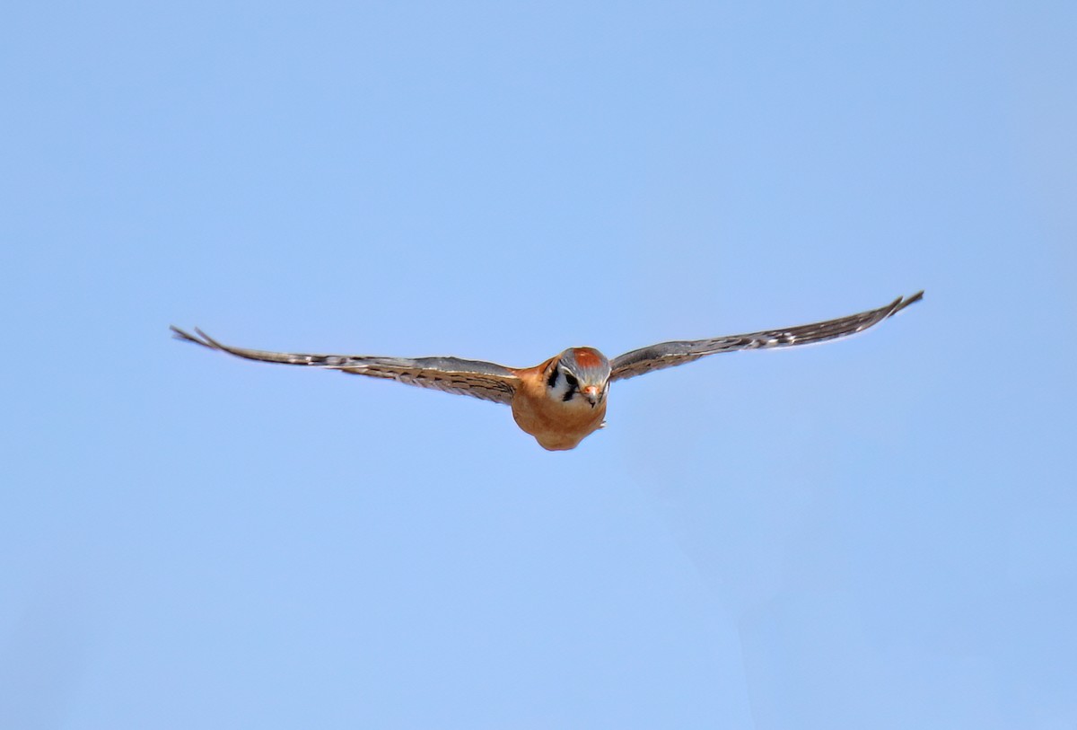 American Kestrel - Elizabeth Winter