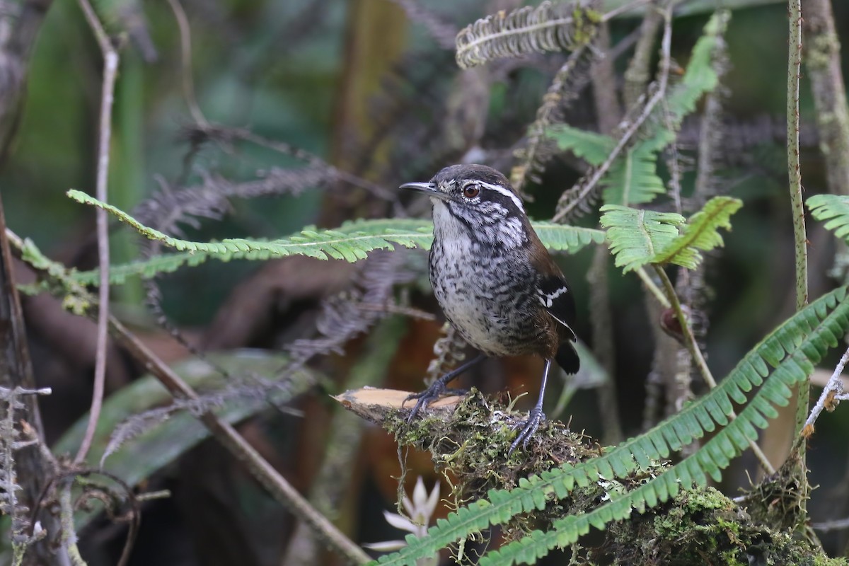 Bar-winged Wood-Wren - ML615469607