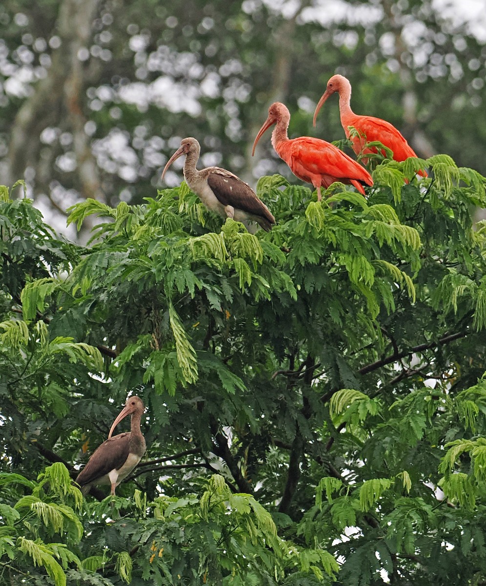 ibis rudý - ML615469639