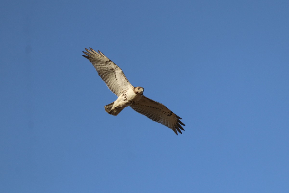 Red-tailed Hawk - ML615469684