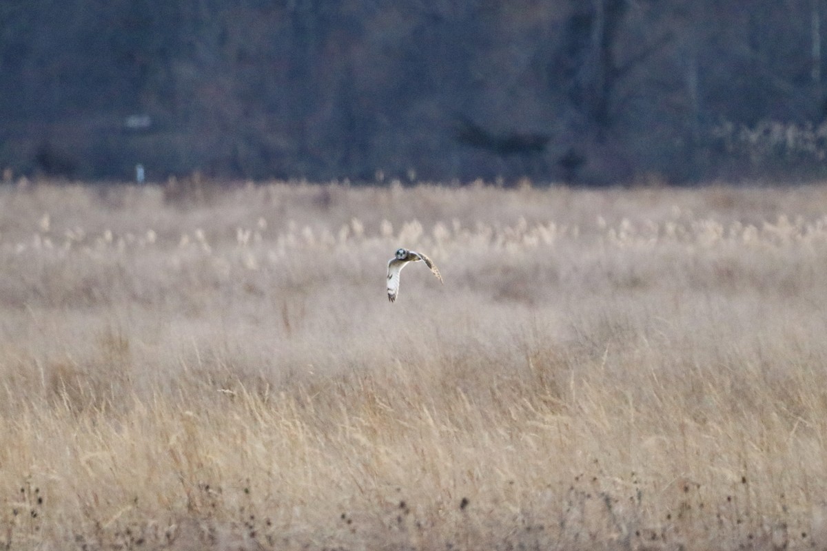 Short-eared Owl - Sean Carroll