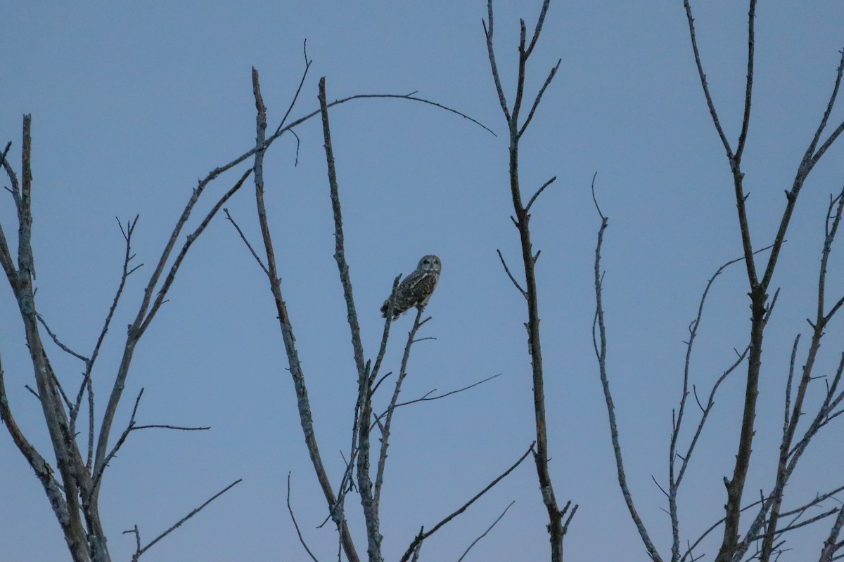 Short-eared Owl - ML615469689