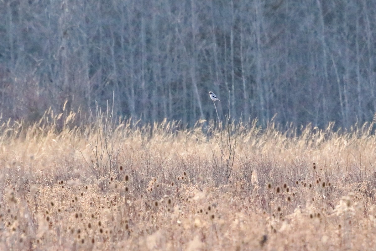 Loggerhead Shrike - Sean Carroll