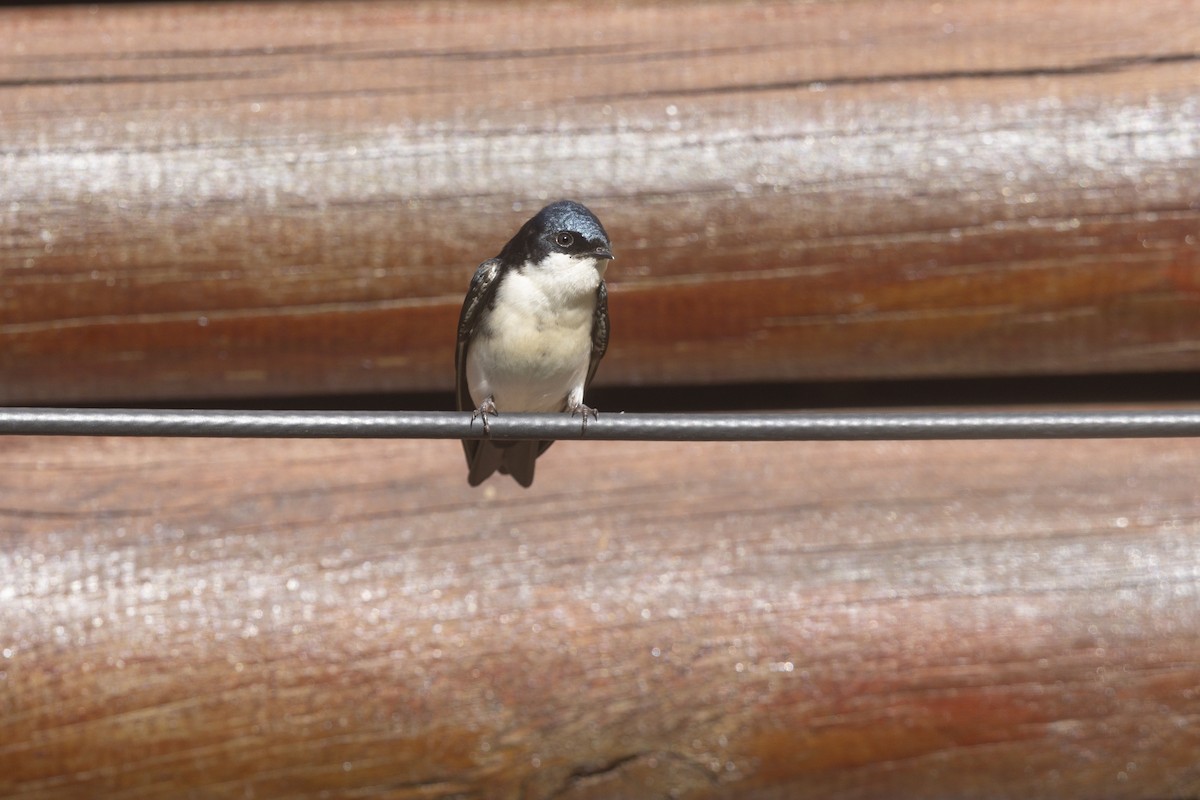 Blue-and-white Swallow - ML615469715