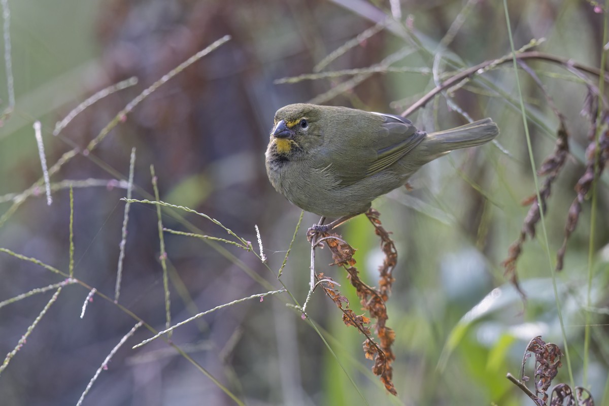 Yellow-faced Grassquit - ML615469727