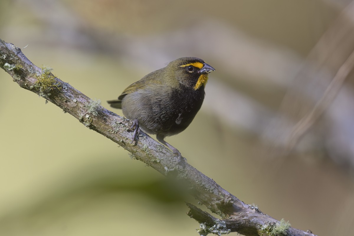 Yellow-faced Grassquit - ML615469728