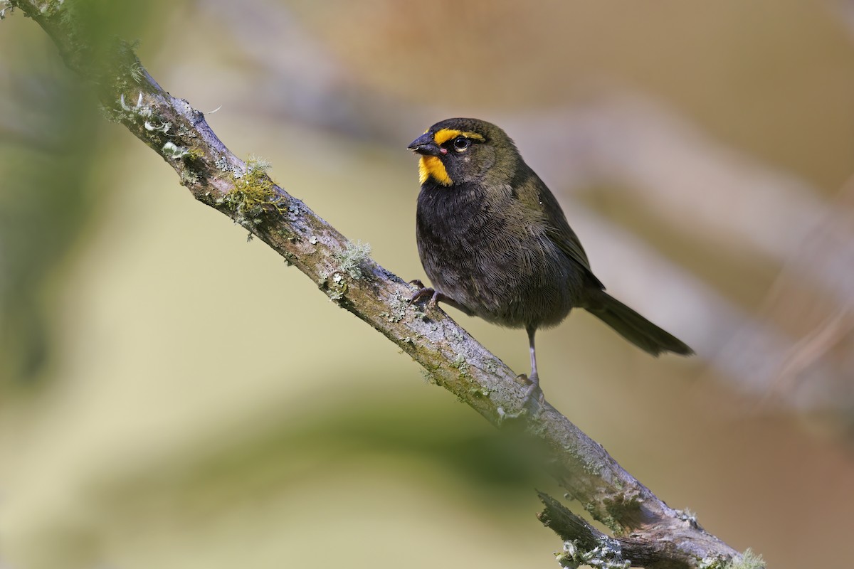 Yellow-faced Grassquit - ML615469729