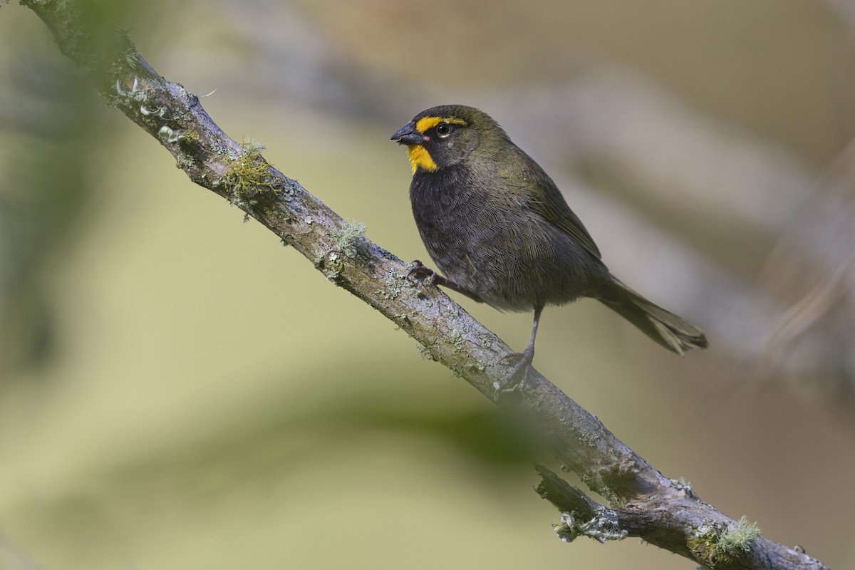 Yellow-faced Grassquit - Marco Valentini