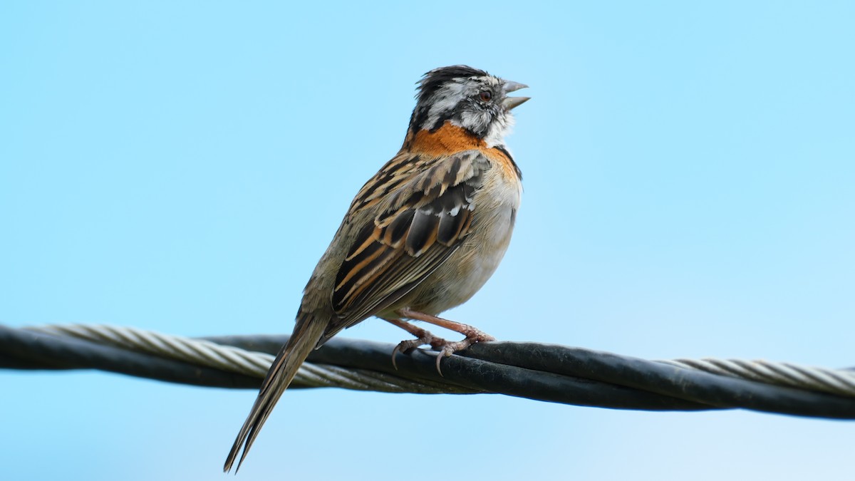 Rufous-collared Sparrow - Jesse Morris