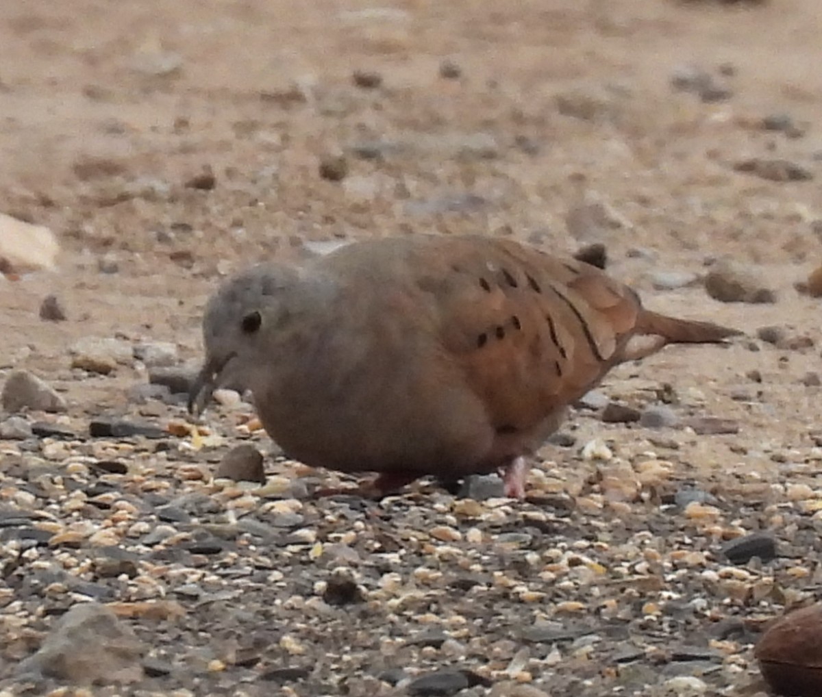 Ruddy Ground Dove - ML615469757