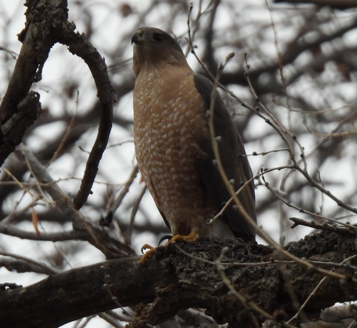 Cooper's Hawk - ML615469773