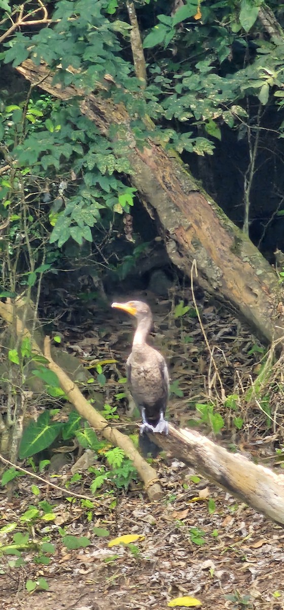 Double-crested Cormorant - ML615469777