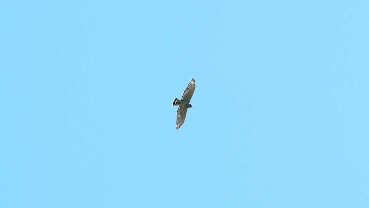 Broad-winged Hawk - ML615469792
