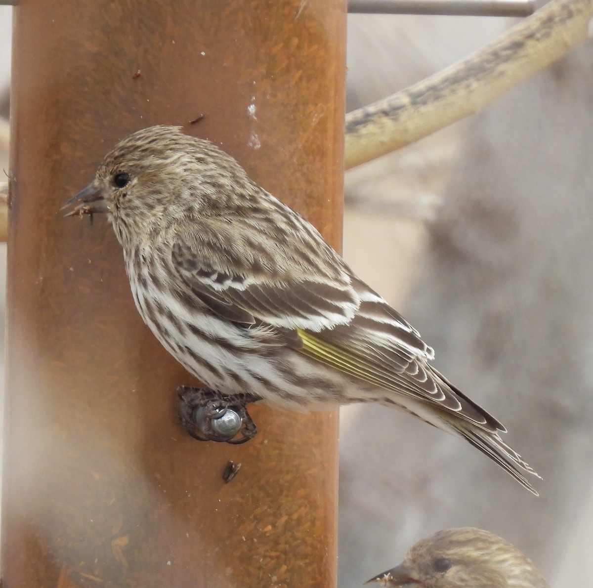 Pine Siskin - ML615469807