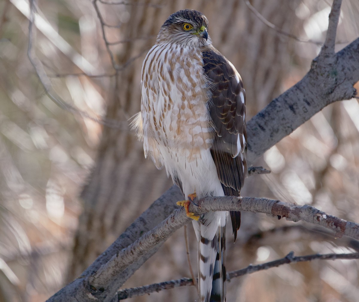 Sharp-shinned Hawk - ML615469816