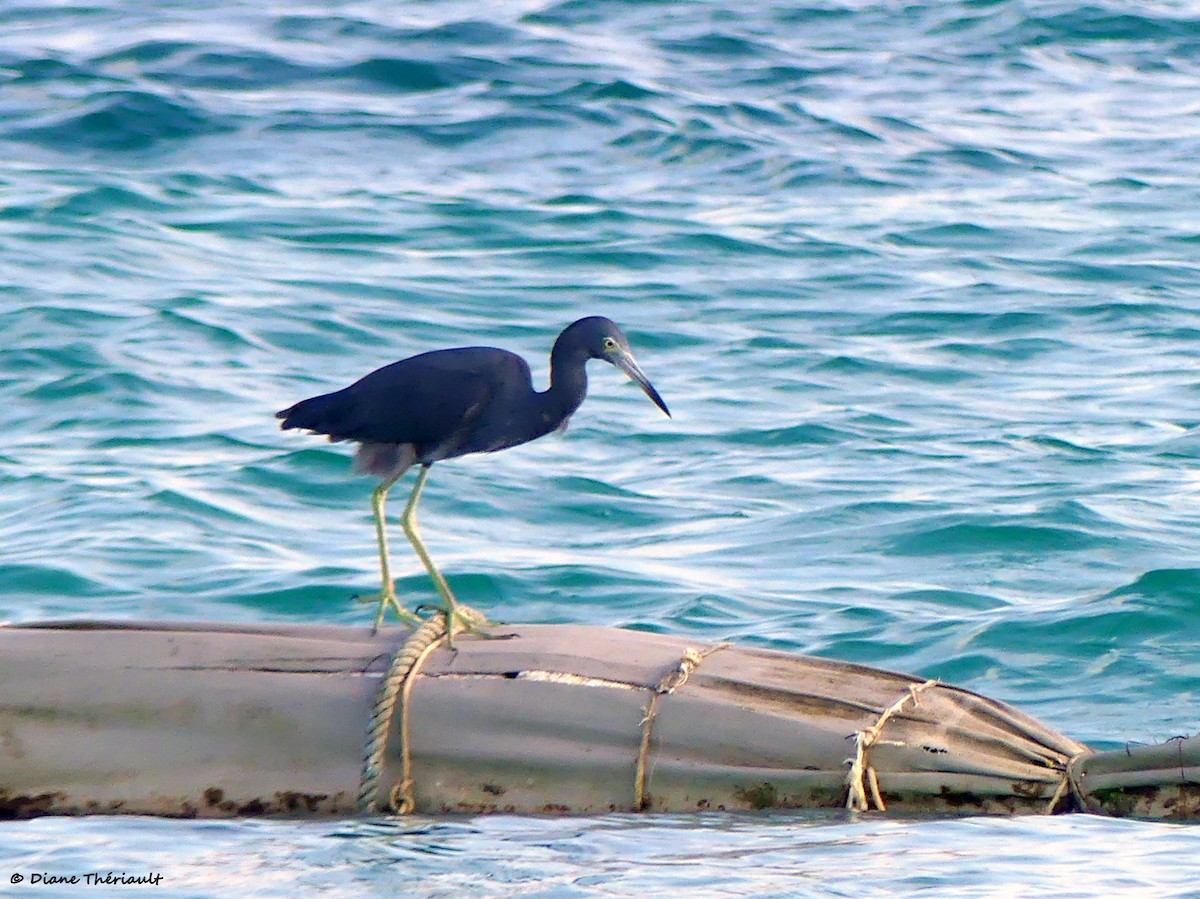 Little Blue Heron - ML615470034