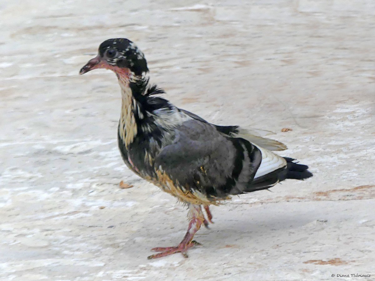 Rock Pigeon (Feral Pigeon) - ML615470165