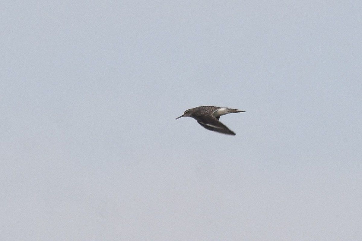 Wood Sandpiper - Lukasz Pulawski