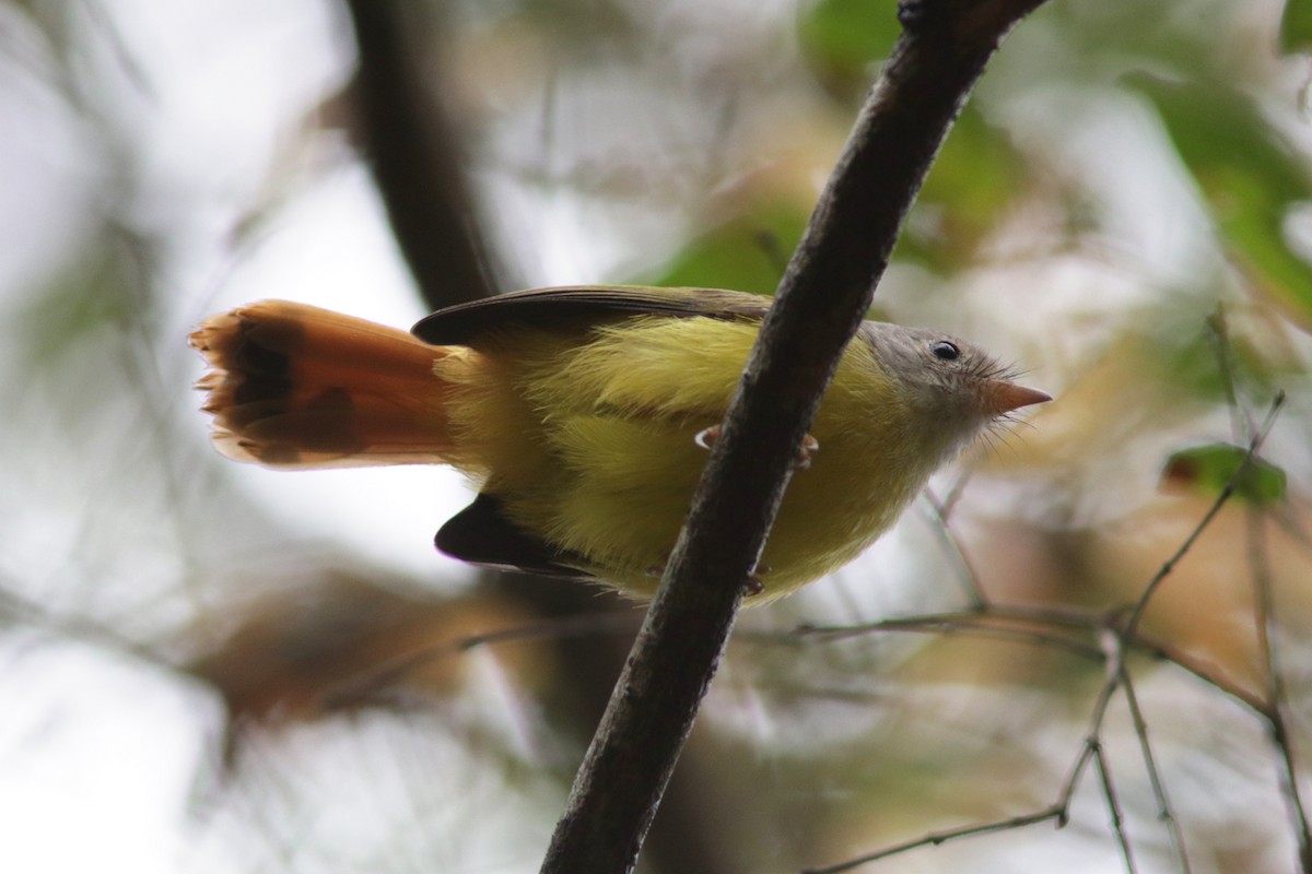 Livingstone's Flycatcher - ML615470276