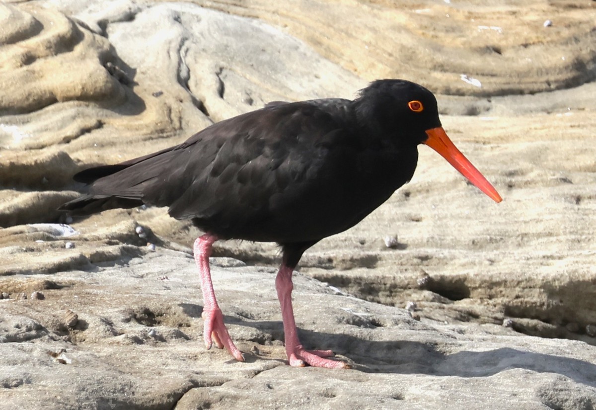 Sooty Oystercatcher - ML615470350