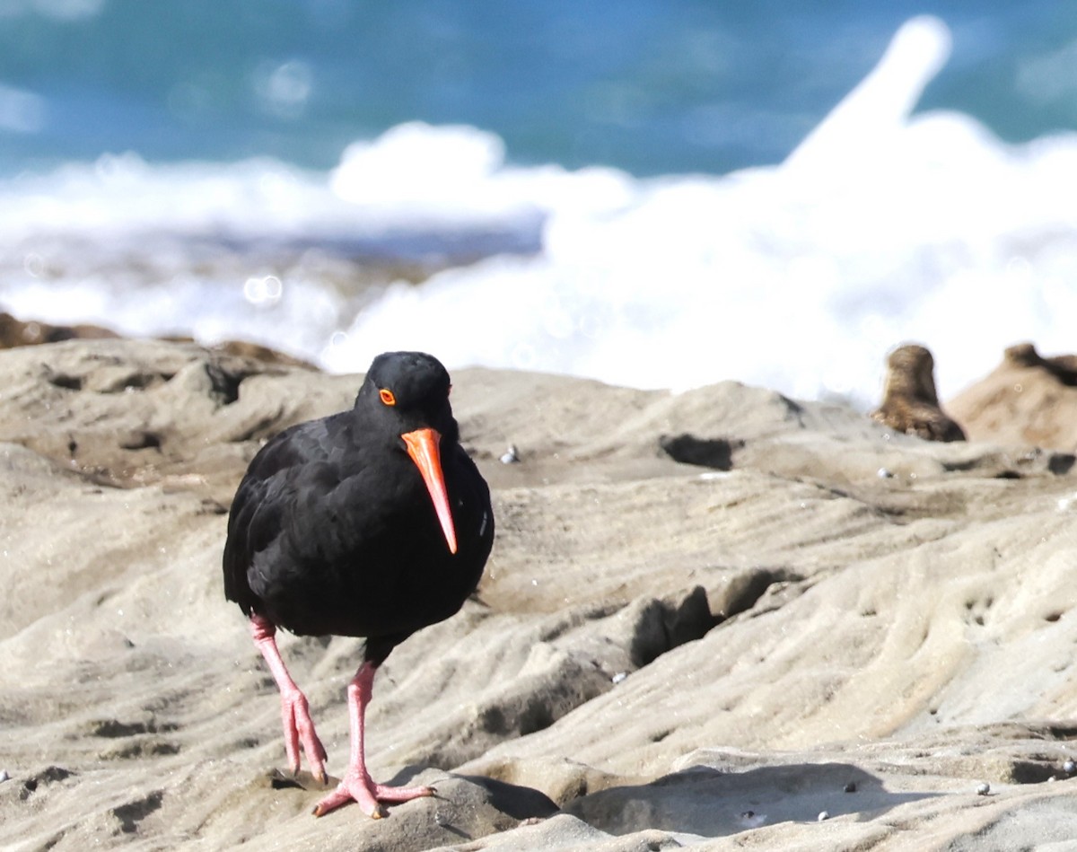 Sooty Oystercatcher - Leonie Loewe