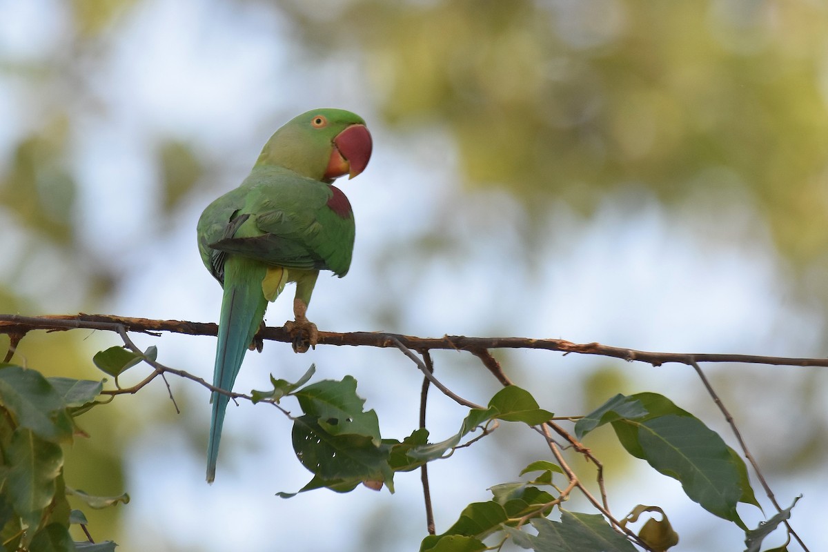 Alexandrine Parakeet - ML615470391