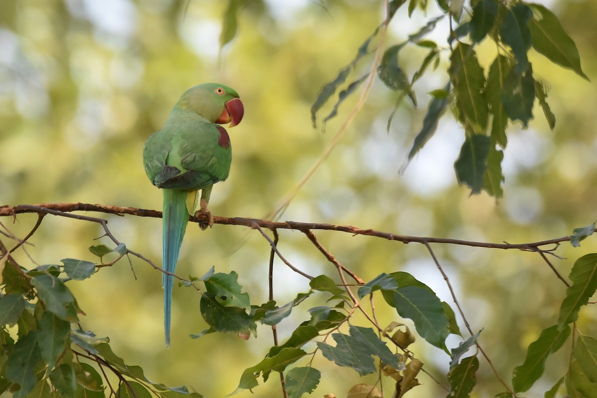 Alexandrine Parakeet - ML615470392