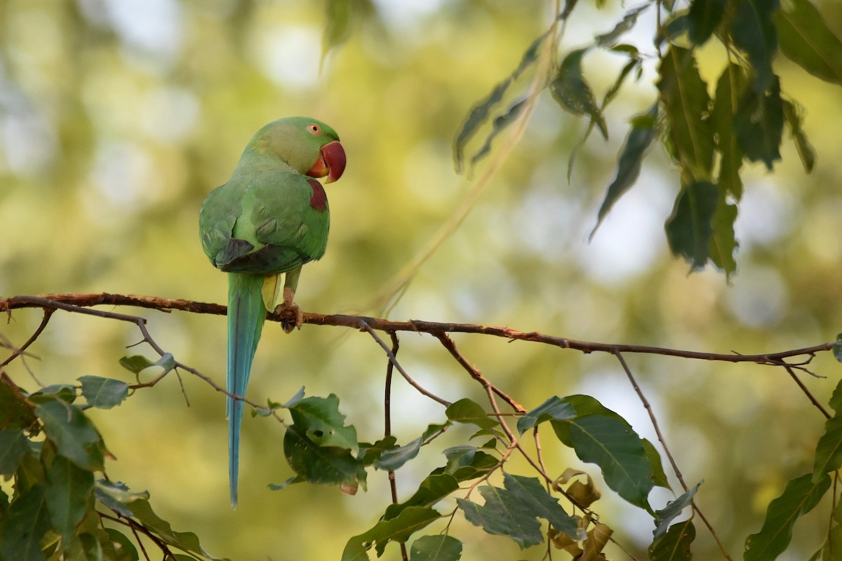 Alexandrine Parakeet - ML615470393