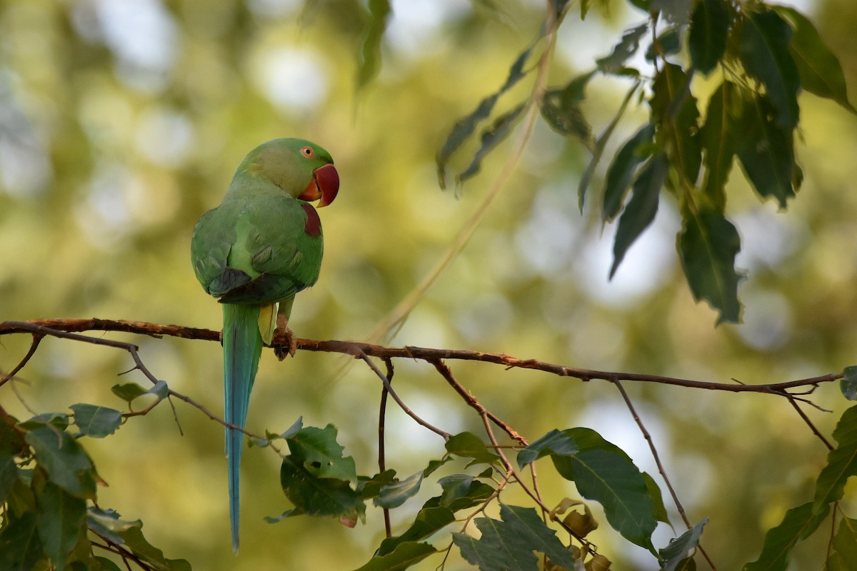 Alexandrine Parakeet - ML615470394
