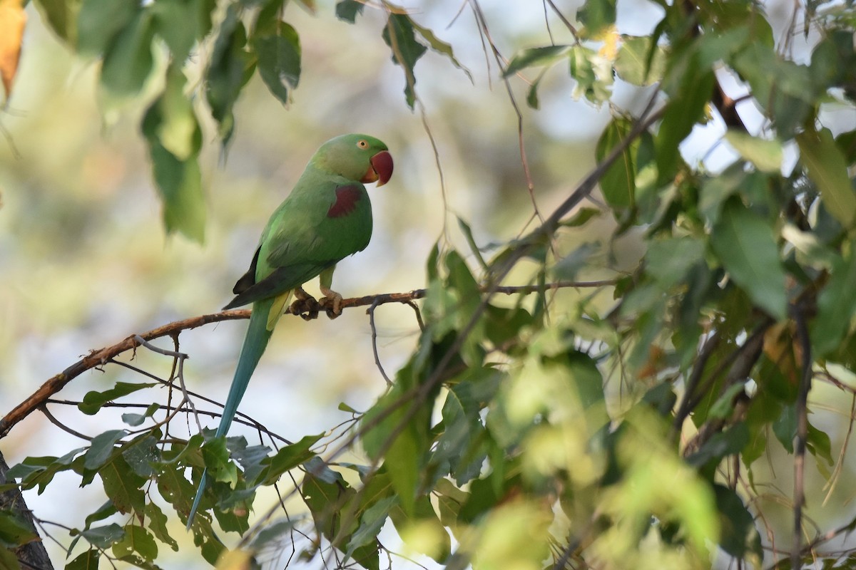 Alexandrine Parakeet - ML615470395