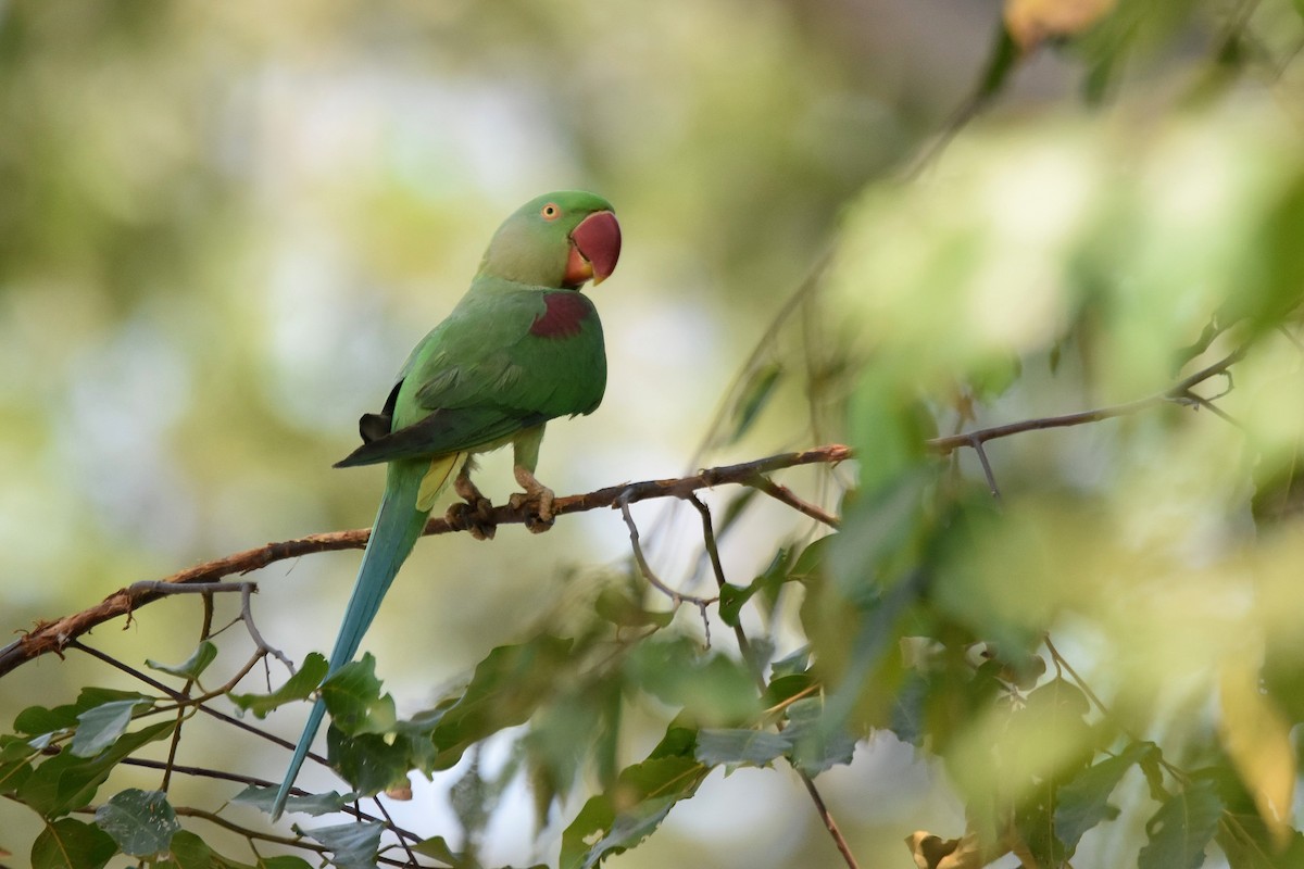 Alexandrine Parakeet - ML615470396