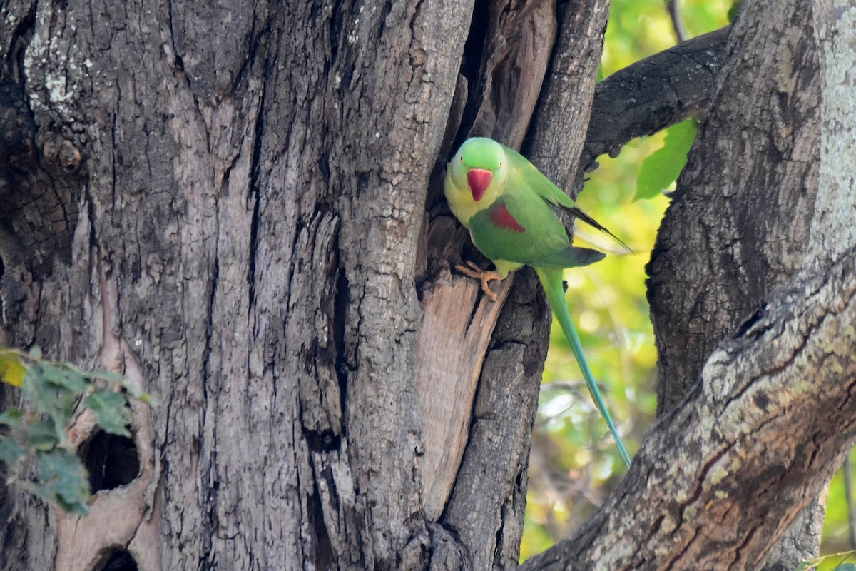 Alexandrine Parakeet - ML615470397