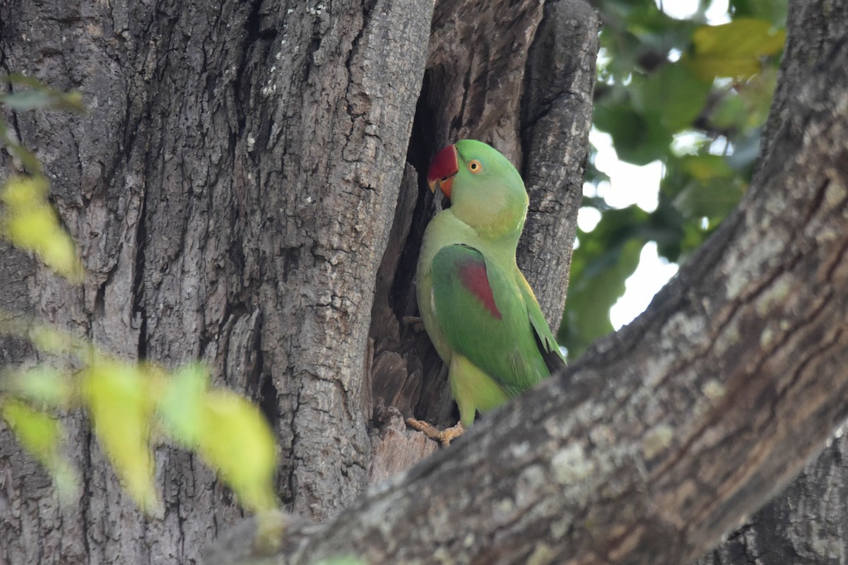 Alexandrine Parakeet - ML615470404