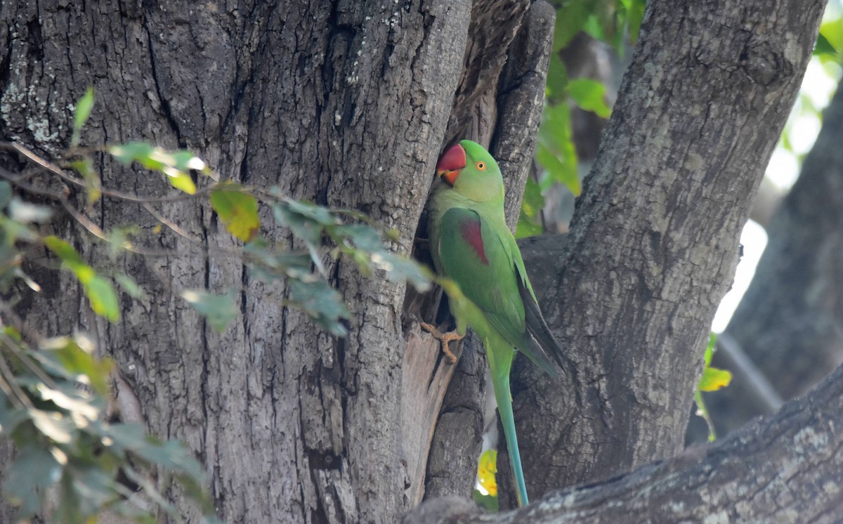 Alexandrine Parakeet - ML615470405