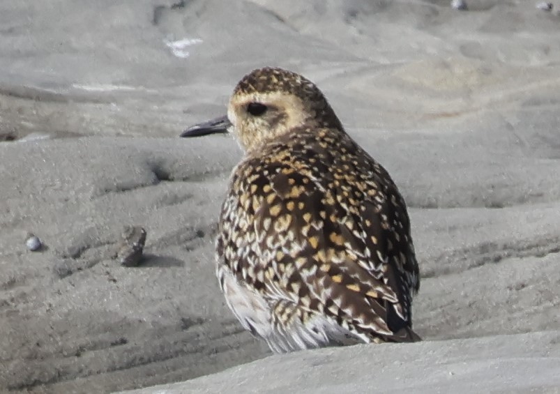 Pacific Golden-Plover - ML615470413