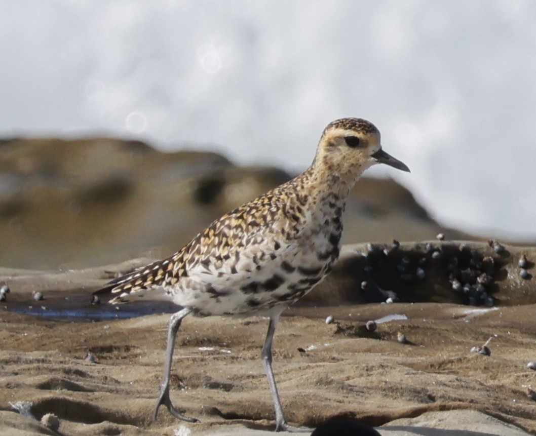 Pacific Golden-Plover - ML615470415